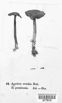 Marasmius oreades image